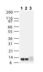 asc2/asci antibody|Anti.
